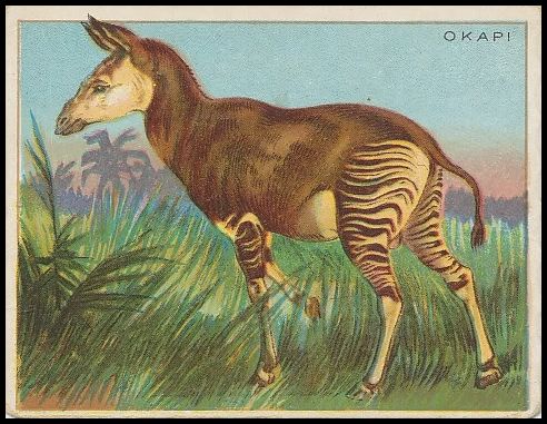 54 Okapi